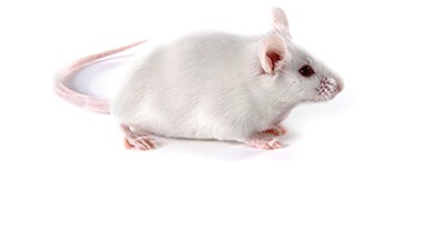 C57BL/6 Mouse